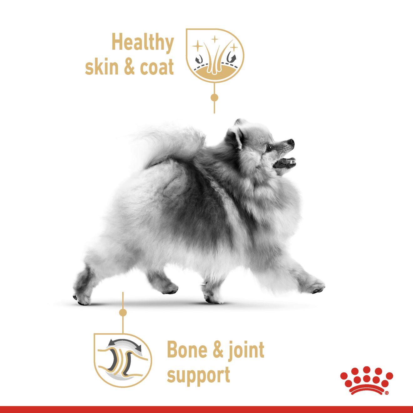 ROYAL CANIN® Pomeranian Adult - Image 3